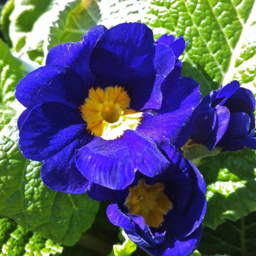 Heirloom Primrose Flower seeds for Planting Fragrant Blossoms Heirloom & GMO Free Seeds for Home Garden
