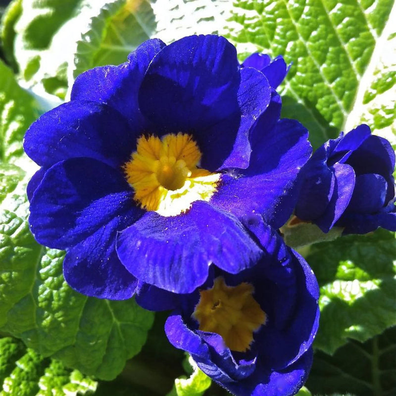 Heirloom Primrose Flower seeds for Planting Fragrant Blossoms Heirloom & GMO Free Seeds for Home Garden