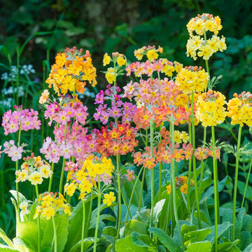 Primula Candelabra Flower seeds for Planting, Vibrant Colors Heirloom & GMO Free Seeds for Home Garden