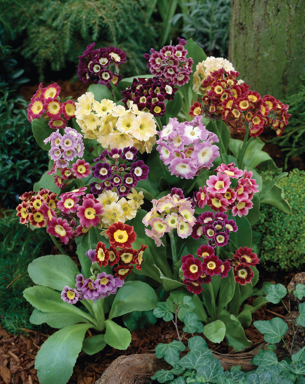 Mixed Auricula Flower seeds for Planting - Long Bloom Season, Heirloom & GMO Free Seeds for Home Garden