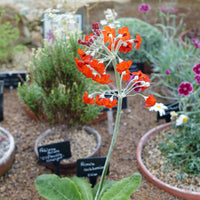 Cockburniana Flower seeds for Planting - Pollinator Friendly, Heirloom & GMO Free Seeds for Home Garden