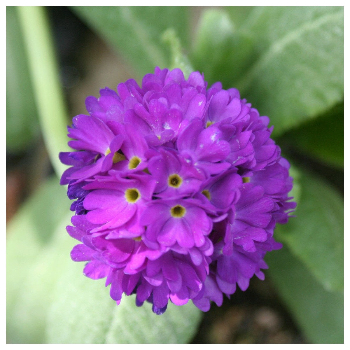 Heirloom Denticulata Flower seeds for Planting Wildflower Mix Heirloom & GMO Free Seeds for Home Garden