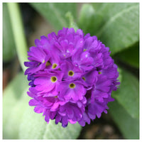 Heirloom Denticulata Flower seeds for Planting Wildflower Mix Heirloom & GMO Free Seeds for Home Garden