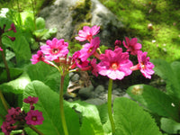 Primula Japonica Flower seeds for Planting Compact Growth Heirloom & GMO Free Seeds for Home Garden