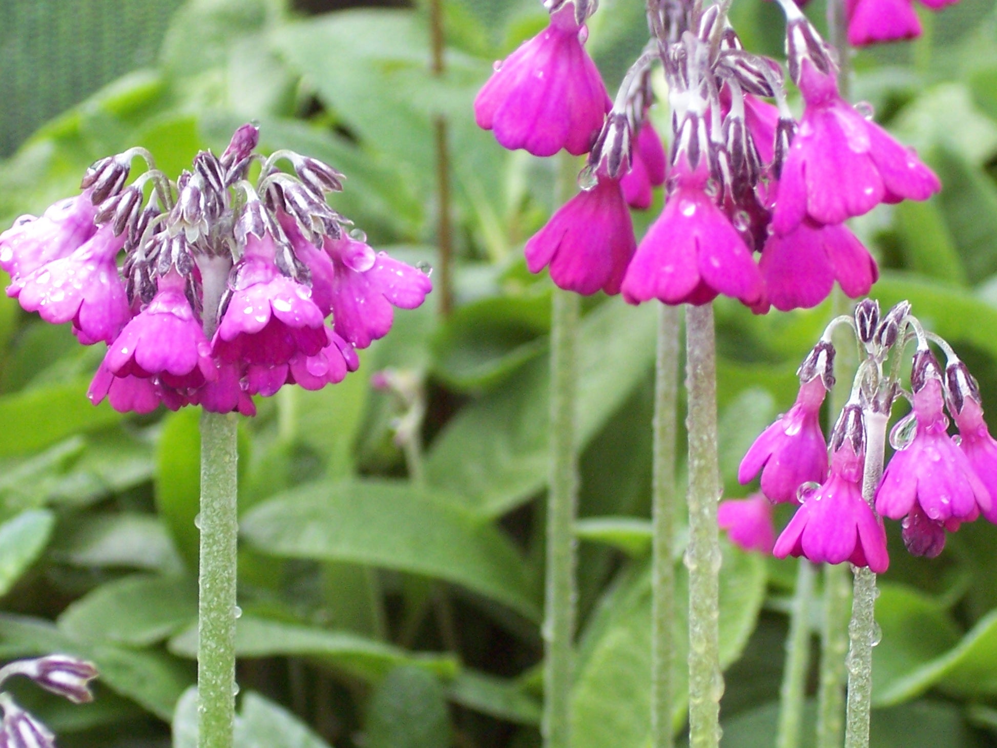 Primula Waltonii Flower seeds for Planting Low Maintenance Heirloom & GMO Free Seeds for Home Garden
 
 Sale