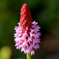 Pink Vialii Flower seeds for Planting Cut Flower Favorite Heirloom & GMO Free Seeds for Home Garden 
 
 Sale