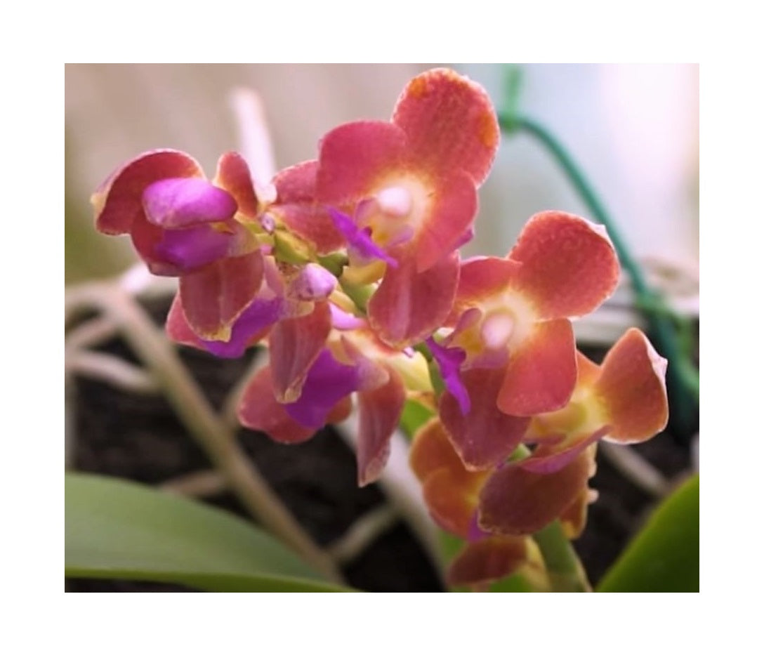 Samen Orchidee Flower Seeds for Planting