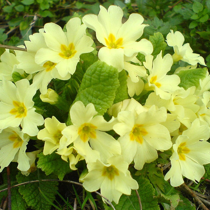 Light Green Primrose Flower seeds for Planting - Colorful Display, Heirloom & GMO Free Seeds for Home Garden