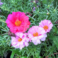 Sundial Peppermint Flower seeds for Planting Premium Quality Heirloom & GMO Free Seeds for Home Garden
