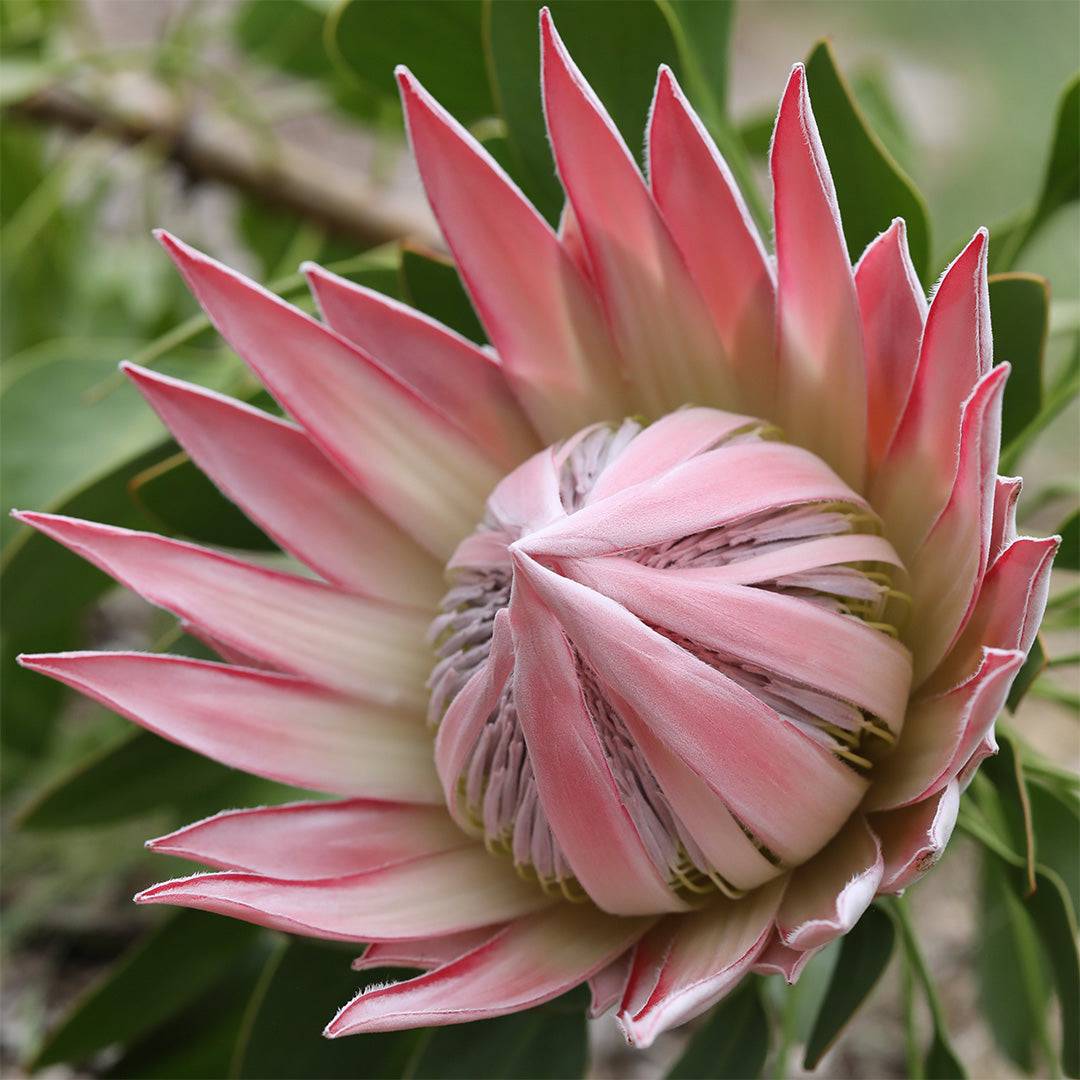 Pink White Protea Flower seeds for Planting - Wildflower Mix, Heirloom & GMO Free Seeds for Home Garden