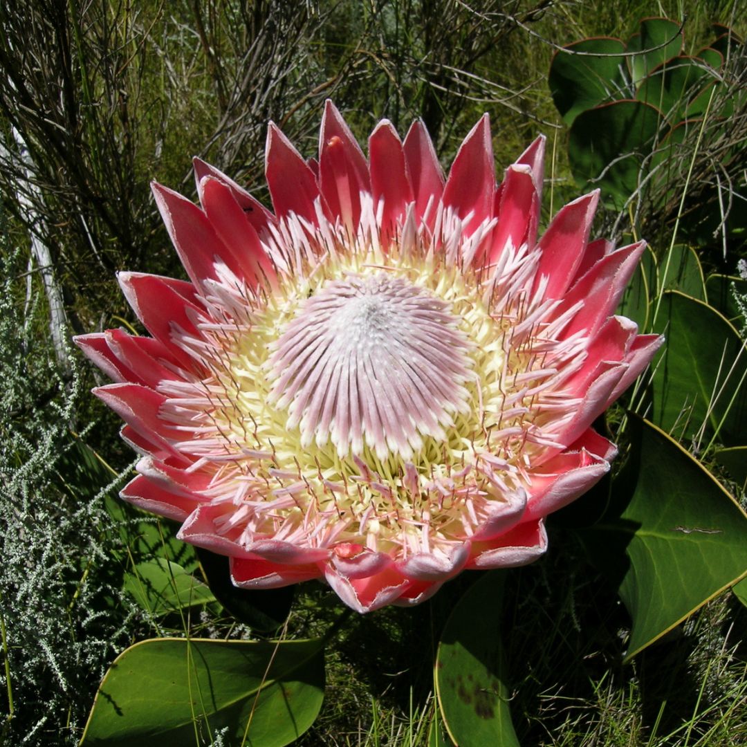 Protea Flower seeds for Planting - Sun Loving, Heirloom & GMO Free Seeds for Home Garden