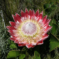 Protea Flower seeds for Planting - Sun Loving, Heirloom & GMO Free Seeds for Home Garden