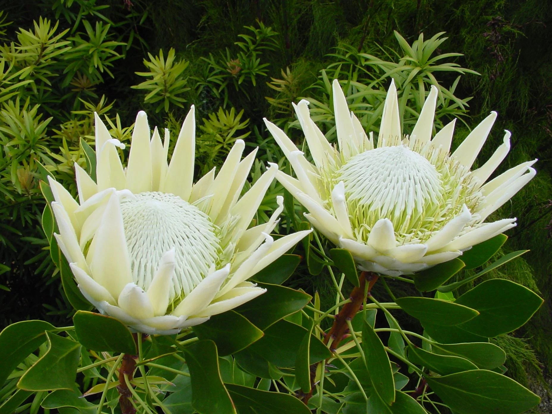 Protea Flower seeds for Planting Low Maintenance Heirloom & GMO Free Seeds for Home Garden