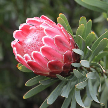 Protea Flower seeds for Planting - Perfect for Borders, Heirloom & GMO Free Seeds for Home Garden