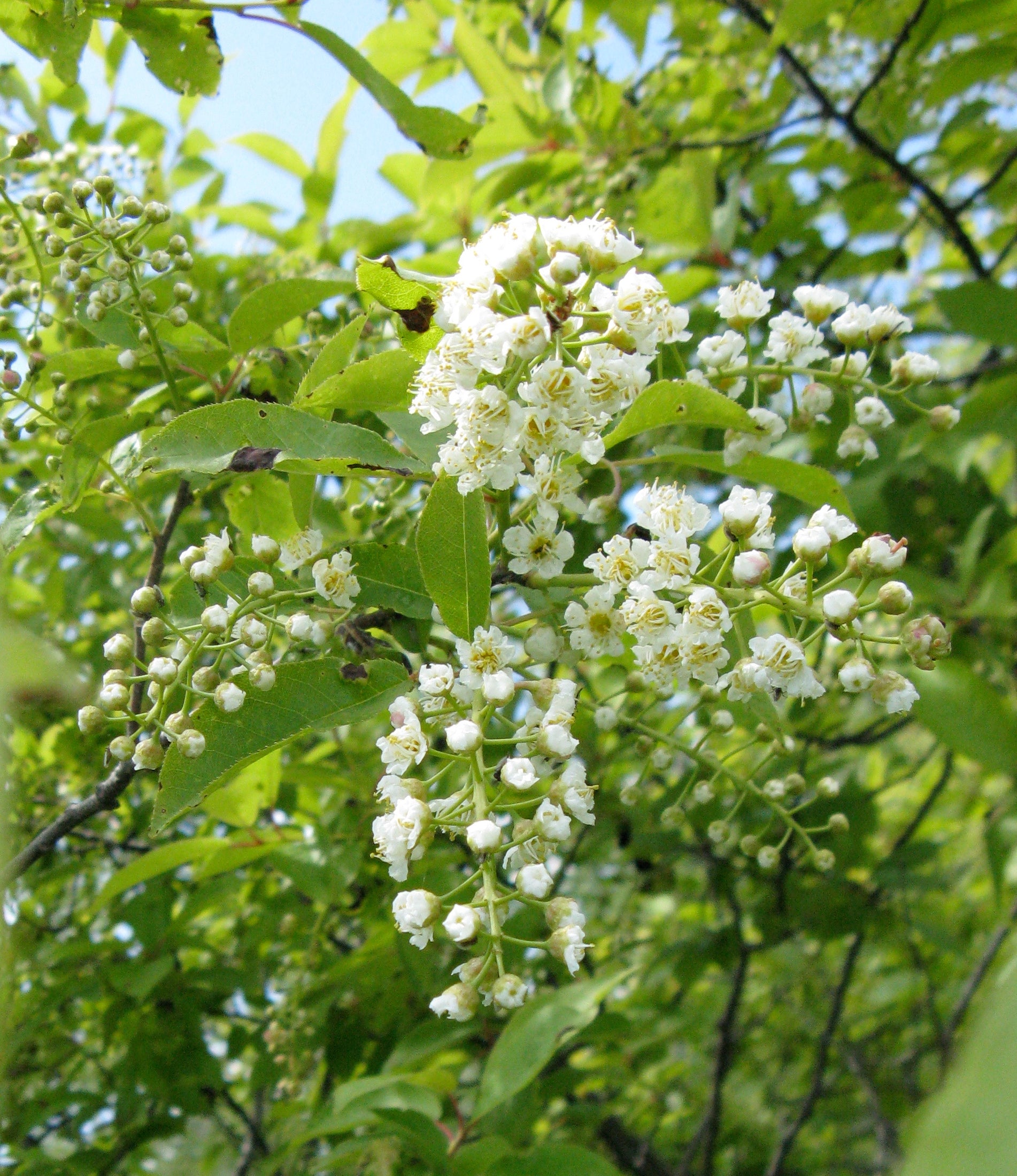 Verbena Chokecherry Flower seeds for Planting Seasonal Bloomer Heirloom & GMO Free Seeds for Home Garden