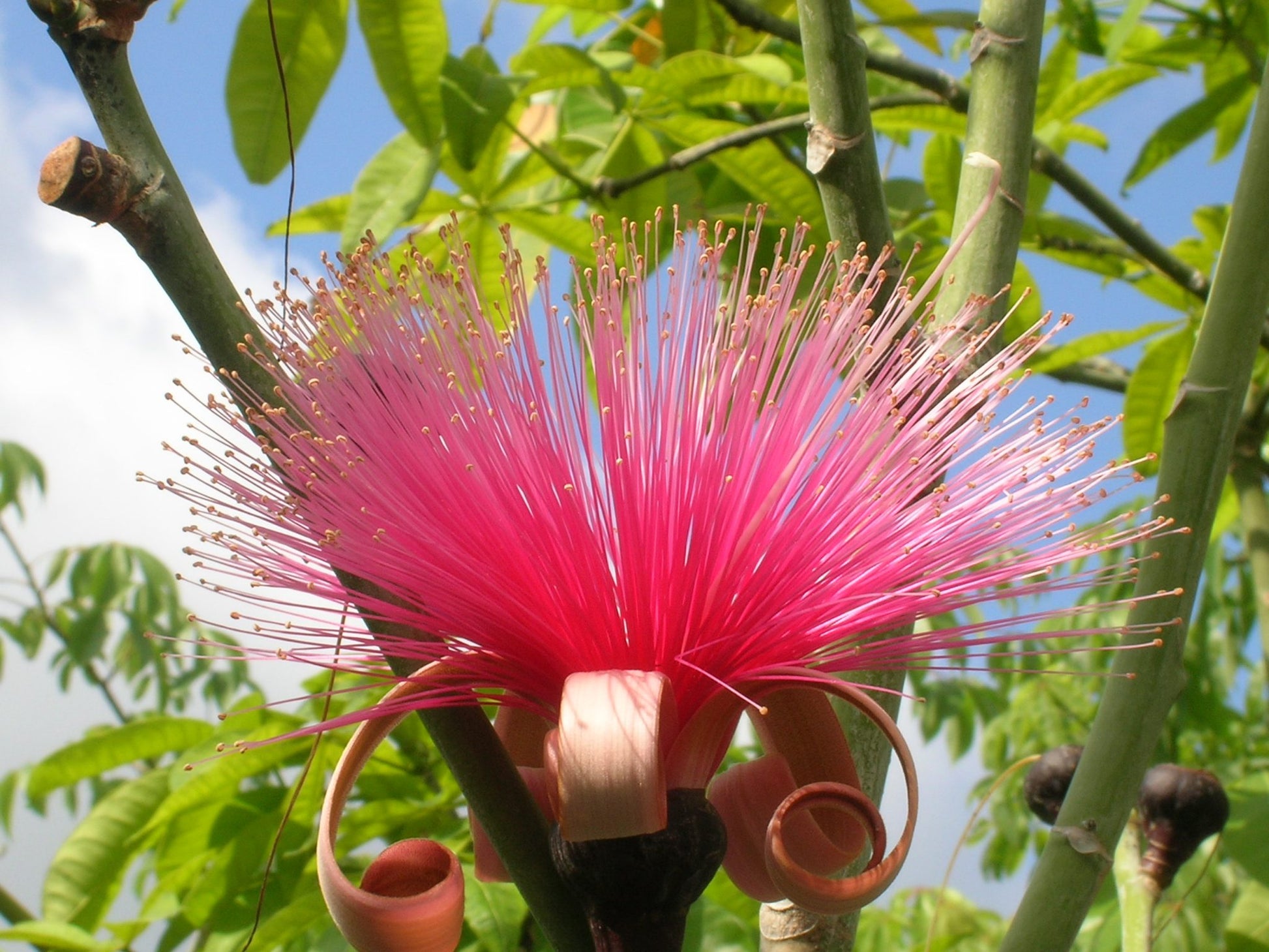 Ellipticum Flower seeds for Planting Sun Loving Heirloom & GMO Free Seeds for Home Garden