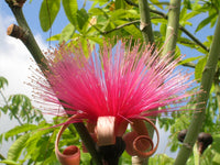 Ellipticum Flower seeds for Planting Sun Loving Heirloom & GMO Free Seeds for Home Garden