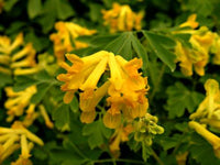 Yellow Corydalis Flower seeds for Planting Garden Favorite Heirloom & GMO Free Seeds for Home Garden 
 
 Sale