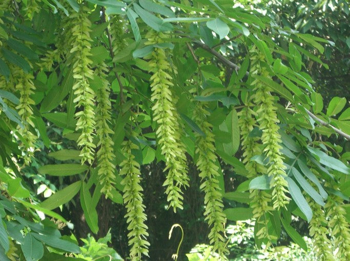 Pterocarya Stenoptera Flower seeds for Planting - Bright Blooms, Heirloom & GMO Free Seeds for Home Garden