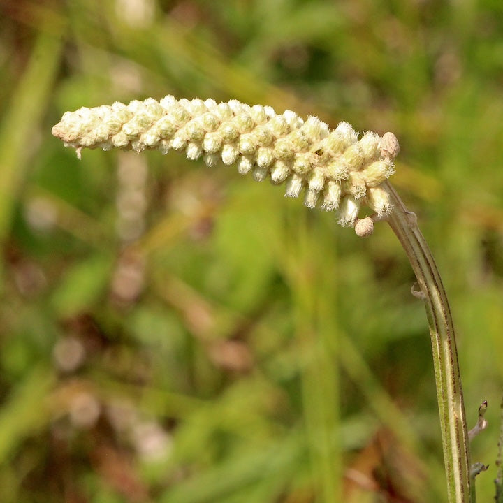 Pterocaulon Flower seeds for Planting Vibrant Colors Heirloom & GMO Free Seeds for Home Garden