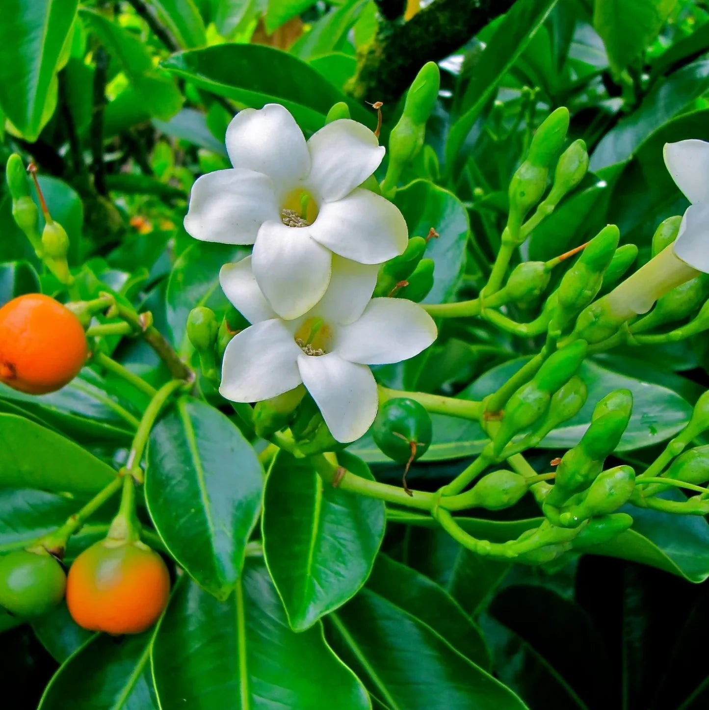 Fagraea Flower seeds for Planting Cottage Garden Essential Heirloom & GMO Free Seeds for Home Garden