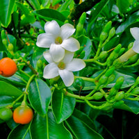Fagraea Flower seeds for Planting Cottage Garden Essential Heirloom & GMO Free Seeds for Home Garden