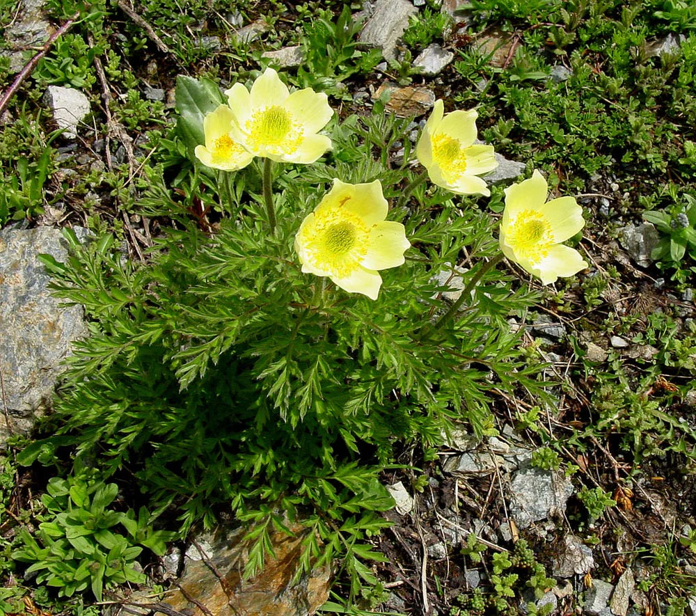 Yellow Anemone Pulsatilla Flower seeds for Planting Low Maintenance Heirloom & GMO Free Seeds for Home Garden
