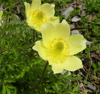 Yellow Perennial Flower seeds for Planting Premium Quality Heirloom & GMO Free Seeds for Home Garden