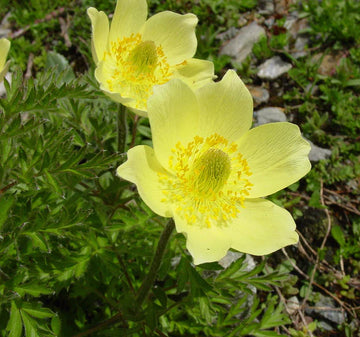 Yellow Perennial Flower seeds for Planting Premium Quality Heirloom & GMO Free Seeds for Home Garden