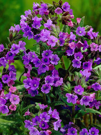 Blue Pulmonaria Lungwort Seeds for Planting