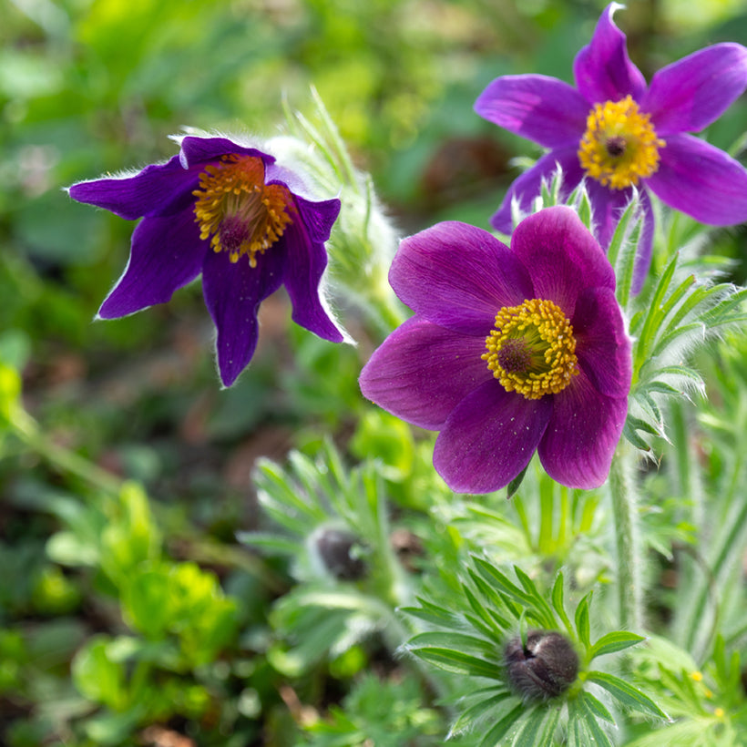 Violet Anemone Pulsatilla Flower Seeds for Planting Fragrant Blossoms Heirloom & GMO Free Seeds for Home Garden
 
 Sale