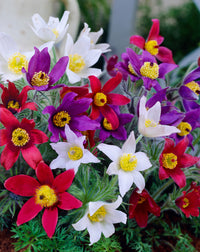 Mixed Anemone Pulsatilla Flower Seeds for Planting Bright Blooms Heirloom & GMO Free Seeds for Home Garden
 
 Sale