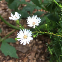 Boltonia Asteroides Flower seeds for Planting Bright Blooms Heirloom & GMO Free Seeds for Home Garden