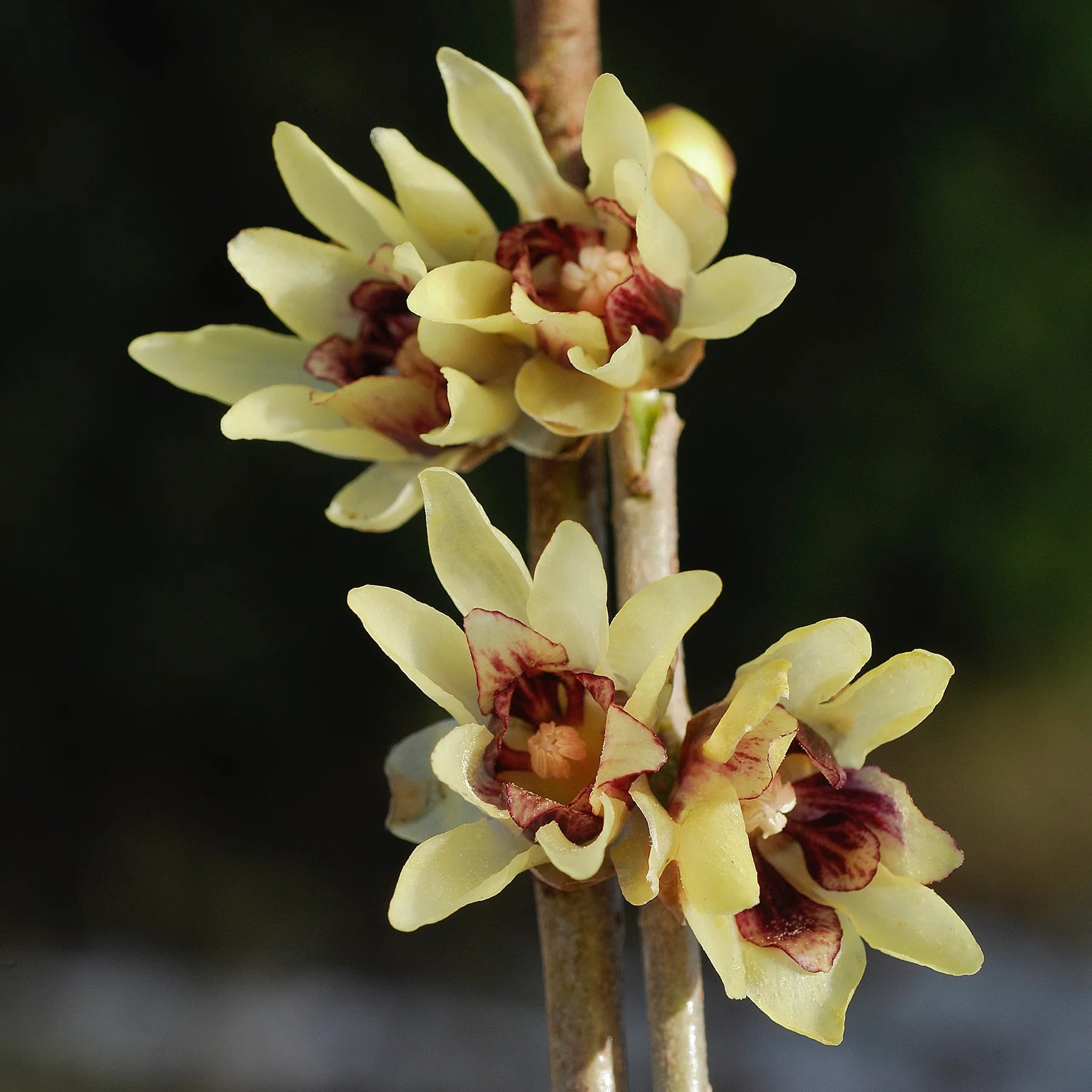Chimonanthus Praecox Flower seeds for Planting Pollinator Friendly Heirloom & GMO Free Seeds for Home Garden