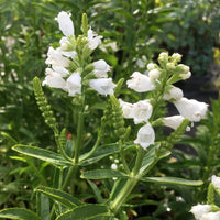 White Physostegia Flower seeds for Planting Premium Quality Heirloom & GMO Free Seeds for Home Garden 
 
 Sale