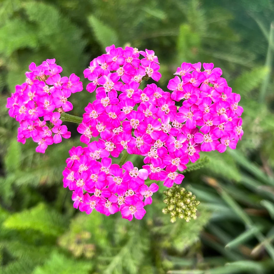 Yarrow Flower seeds for Planting Hardy Variety Heirloom & GMO Free Seeds for Home Garden