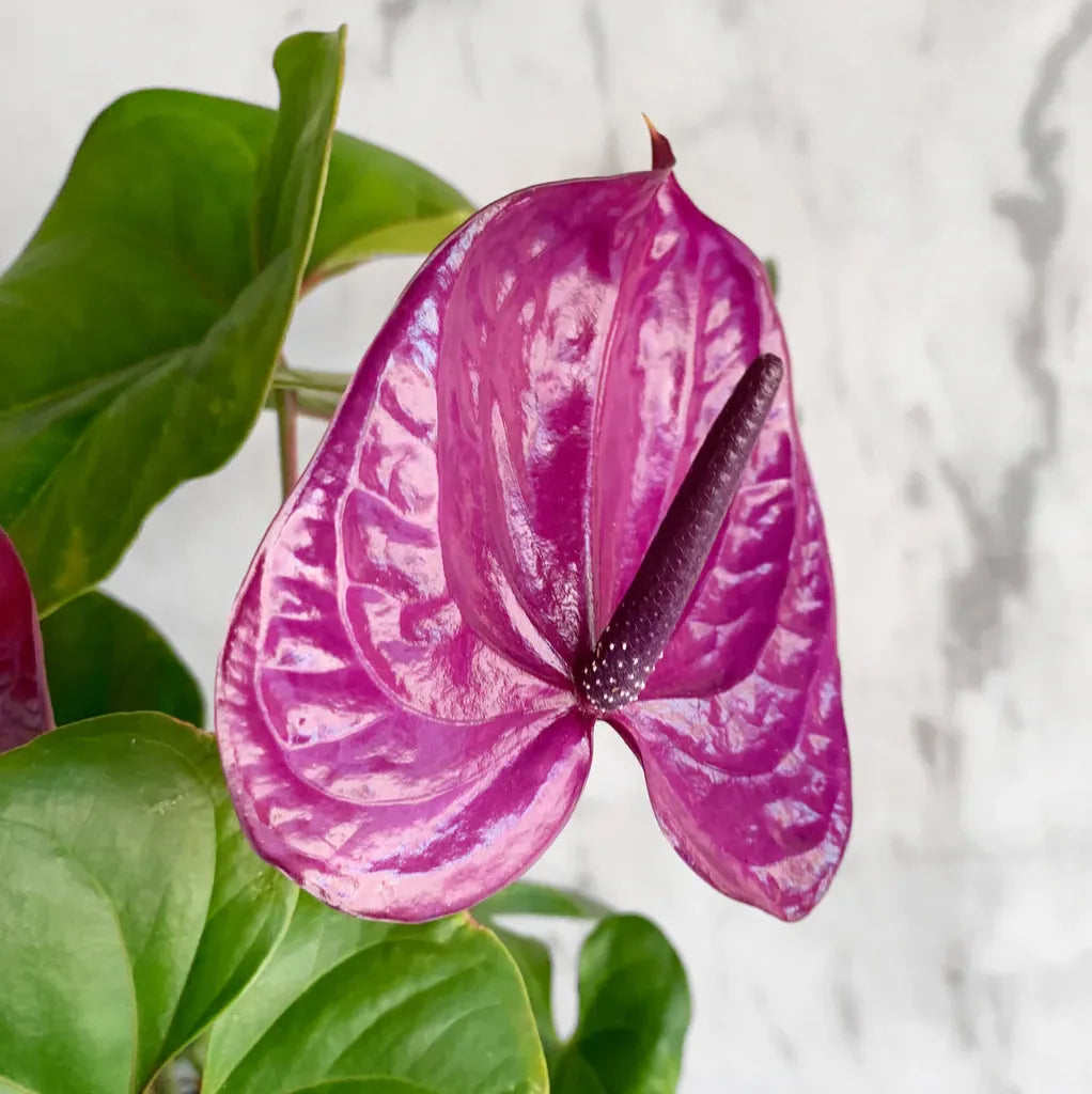 Dark Violet Anthurium Flower Seeds for Planting Wildflower Mix Heirloom & GMO Free Seeds for Home Garden
 
 Sale