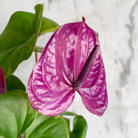 Dark Violet Anthurium Flower Seeds for Planting Wildflower Mix Heirloom & GMO Free Seeds for Home Garden
 
 Sale