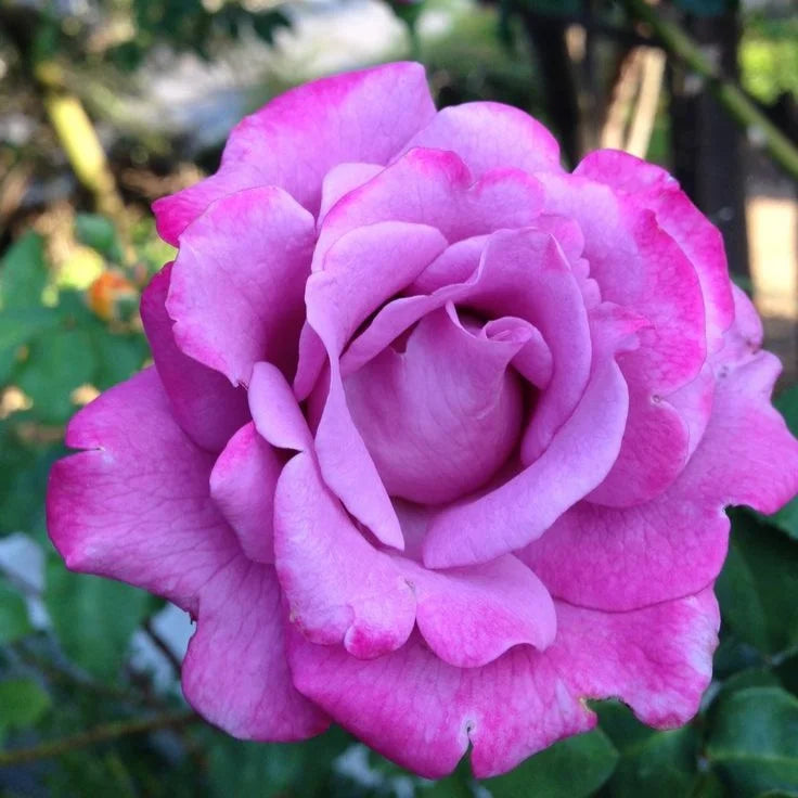 Violet Climbing Rose Flower seeds for Planting Compact Growth Heirloom & GMO Free Seeds for Home Garden
 
 Sale