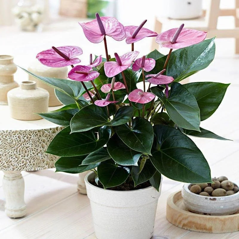 Anthurium Flower seeds for Planting Low Maintenance Heirloom & GMO Free Seeds for Home Garden