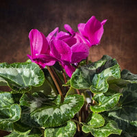 Cyclamen Violet  Flower Seeds Planting