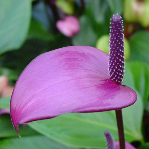 Purple Anthurium Flower seeds for Planting - Drought Tolerant, Heirloom & GMO Free Seeds for Home Garden