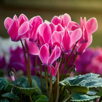 Cyclamen Violet  Flower Seeds Planting