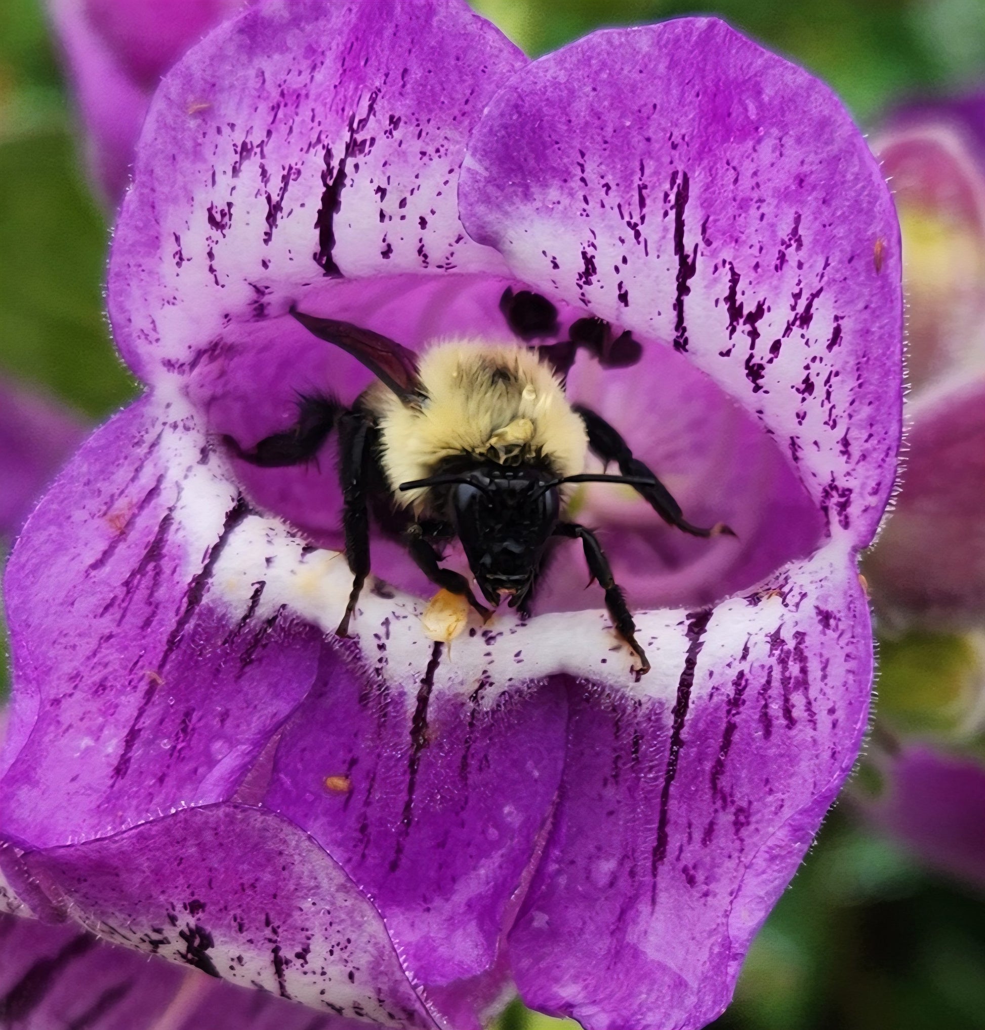 Purple Beardtongue Flower seeds for Planting Seasonal Bloomer Heirloom & GMO Free Seeds for Home Garden 
 
 Sale