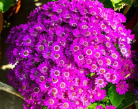Purple Cineraria flower seeds for planting