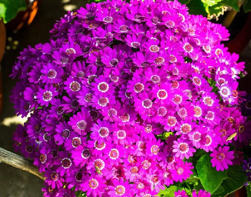 Purple Cineraria flower seeds for planting