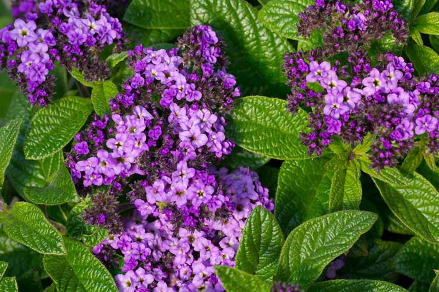 Heliotrope Blue Flower Seeds for Planting | Beautiful Fragrant Blooms