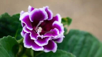 Purple Gloxinia Flower seeds for Planting - Premium Quality, Heirloom & GMO Free Seeds for Home Garden