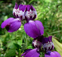 Purple Heterophylla seeds for planting