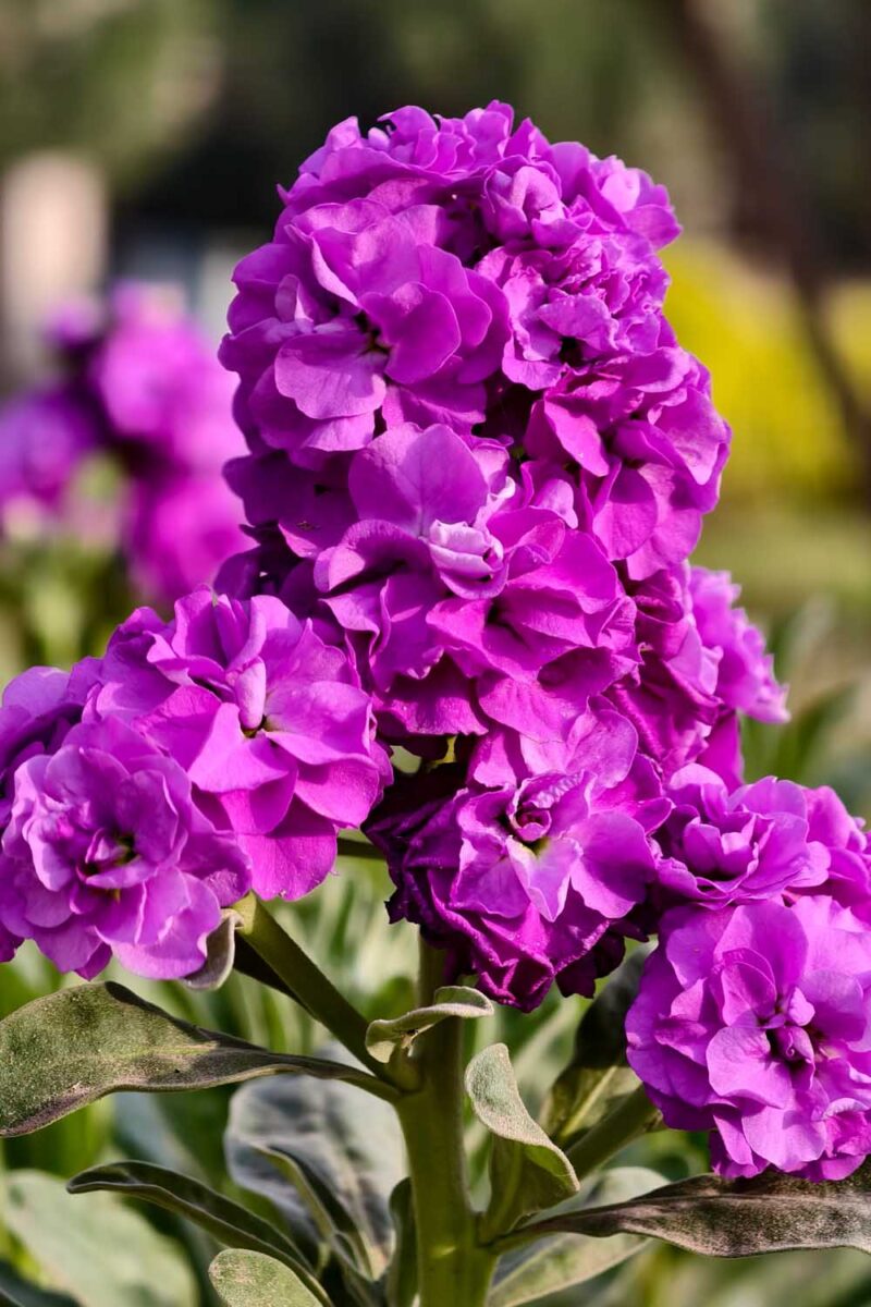 Violet Matthiola Incana Plant Seeds: Premium Quality Flower Seeds for Vibrant Gardens and Effortless Planting